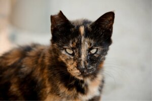 Comment faire fuir les chats errants ?