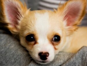 Comment bien dresser un chihuahua ?