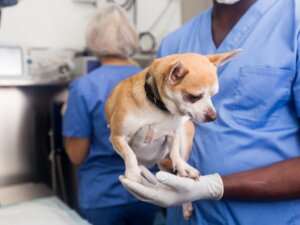 Les maladies les plus courantes chez les chihuahuas