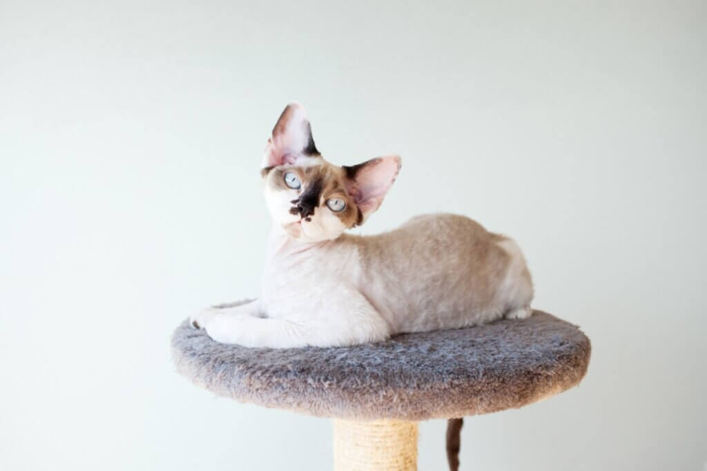 Colorpoint : tout ce qu'il faut savoir sur cette race de chats