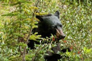 Que mangent les ours ?