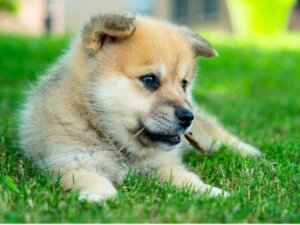 Pomsky : tout ce qu'il faut savoir sur cette race de chiens