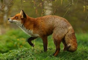 10 animaux nocturnes