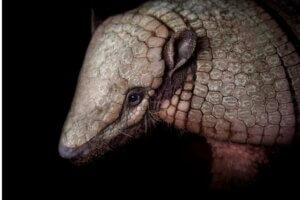 Peut-on avoir un tatou comme animal de compagnie ?