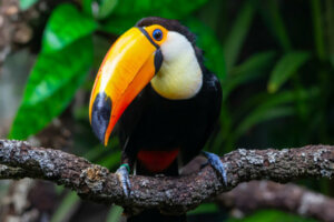 Peut-on avoir un toucan comme animal de compagnie ?