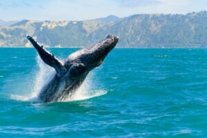 Les différents types de baleines