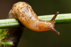 Les limaces sont-elles venimeuses ?