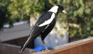 Pie : caractéristiques, comportement et curiosités