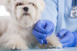 Les maladies les plus courantes chez le bichon maltais