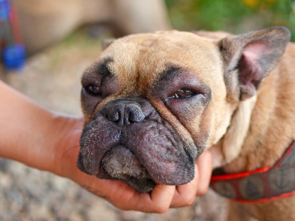 Visage enflé chez le chien : causes, symptômes et traitement