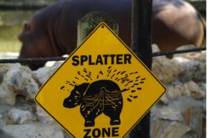 Excréments d'hippopotames : leur importance dans les rivières et les lacs africains