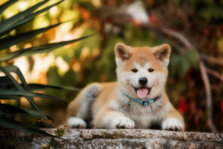 Quelles sont les différences entre l'akita inu et le shiba inu ?