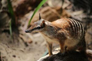 6 animaux qui se nourrissent de fourmis que vous ne connaissiez pas