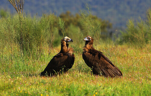 10 oiseaux charognards