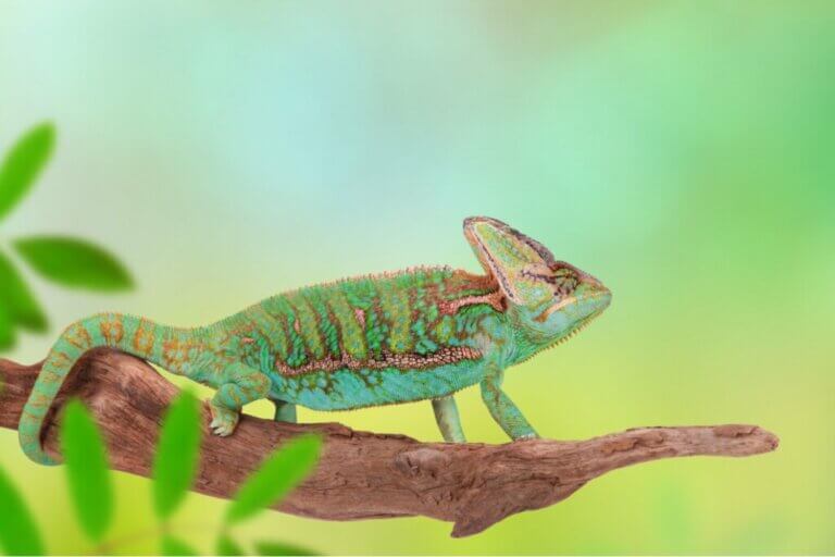 Mon caméléon est sur le point de pondre : que faire ?