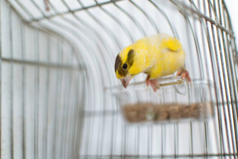 Comment couper les ongles d'un canari ?