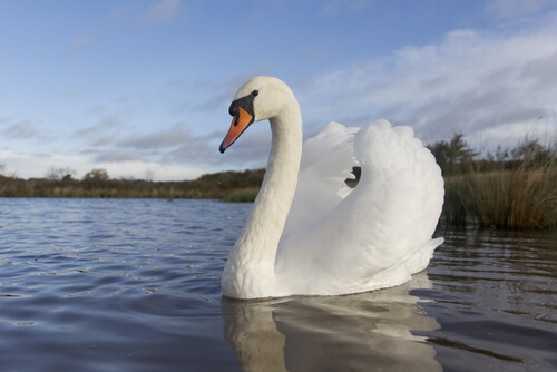 Cygne : caractéristiques, habitat et comportement