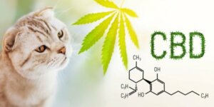 CBD chez le chat : usages et précautions