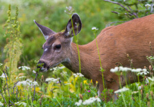 8 animaux qui mangent des fleurs