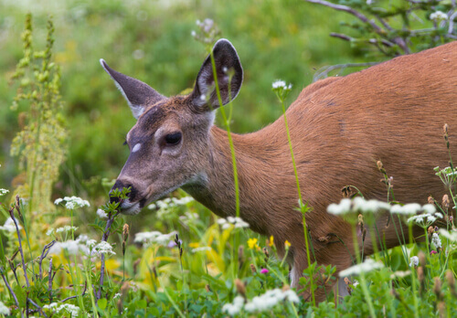 Le cerf de Virginie mange des fleurs.