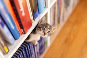 10 endroits où les chats adorent se cacher