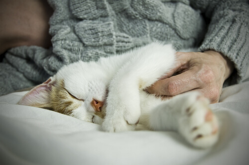 10 signes qui montrent que votre chat vous aime
