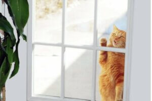 Pourquoi mon chat miaule-t-il à la porte ?