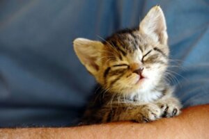 A quel âge les chats ouvrent-ils les yeux ?