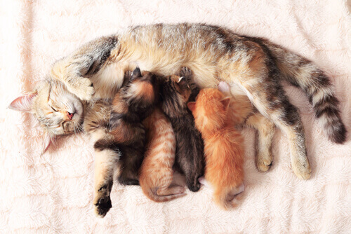 7 conseils pour assister à l'accouchement d'une chatte
