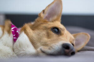 Le danger des piles pour les chiens