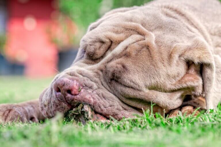 Pourquoi mon chien a-t-il la nausée ?