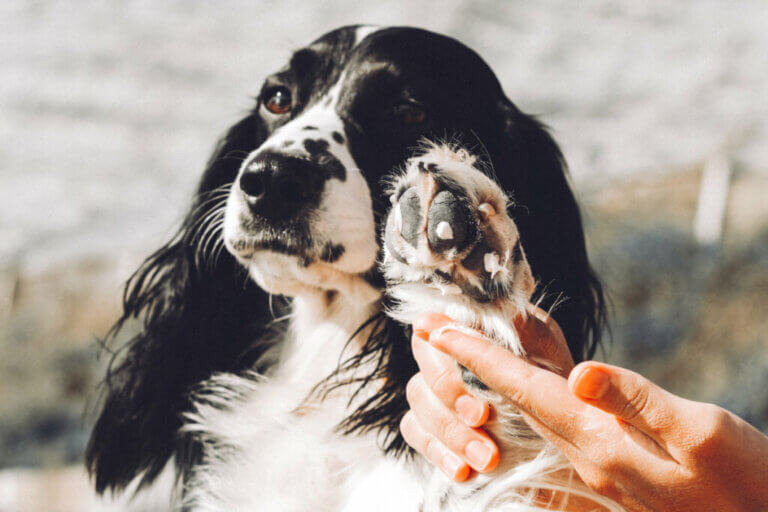 Les crèmes pour apaiser les démangeaisons chez le chien