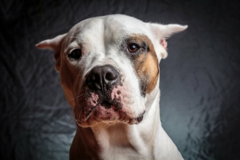 Chiens de chasse : tout ce que vous devez savoir sur eux