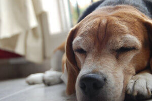 Taches sous les yeux des chiens : qu'est-ce que c'est et comment les éliminer ?