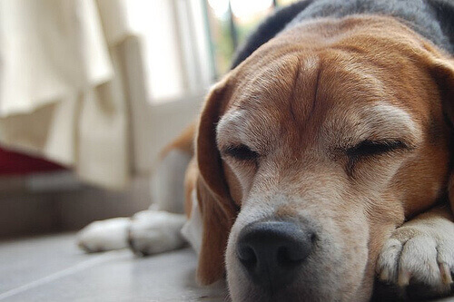Taches sous les yeux des chiens : qu'est-ce que c'est et comment les éliminer ?