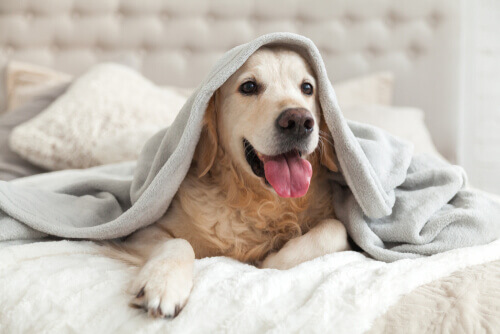 Les races de chiens qui résistent le mieux au froid