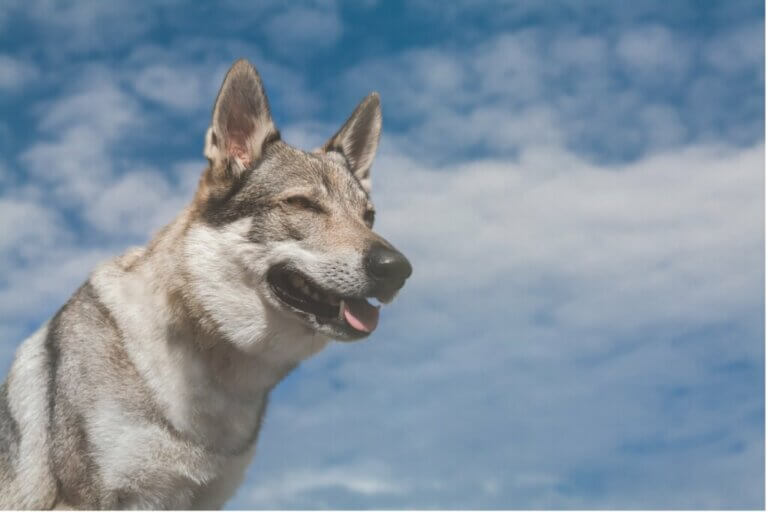 L'alimentation du chien-loup tchécoslovaque