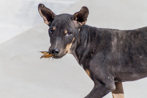 Mon chien mange des insectes : est-ce un problème ?