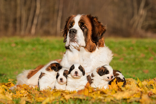 Comment savoir quelle sera la taille d'un chien à l'âge adulte ?