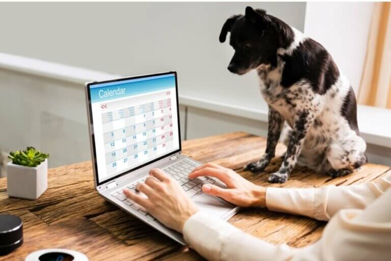 6 conseils pour établir une routine pour votre chien