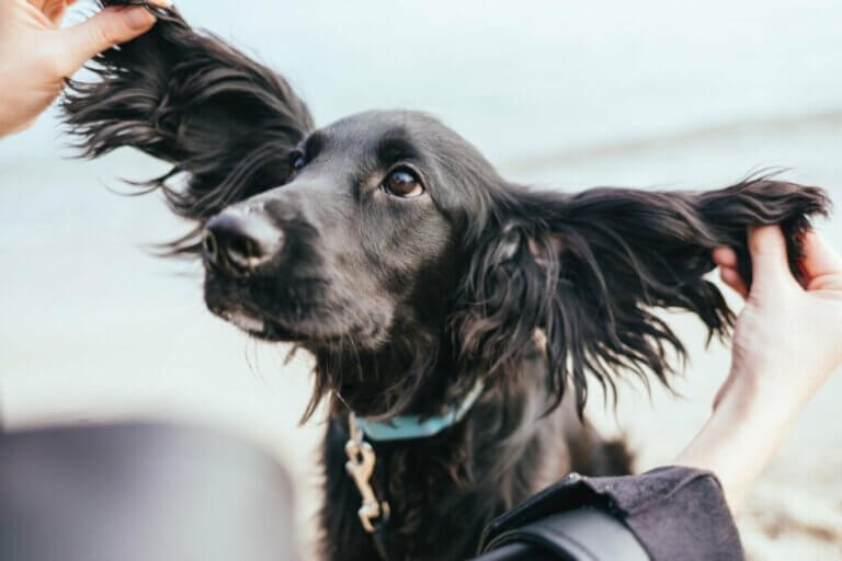 Est-ce normal qu'un chien se gratte beaucoup les oreilles ?