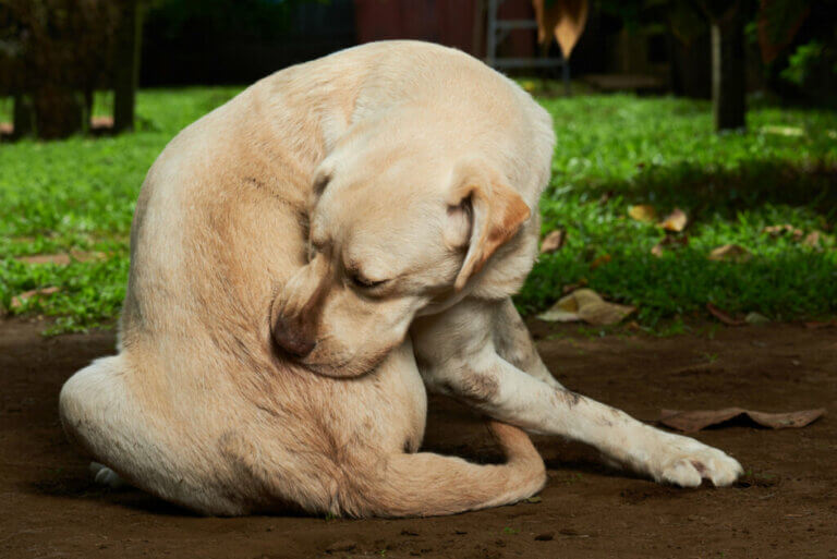 Quel est le meilleur comprimé anti-puces pour chiens ?