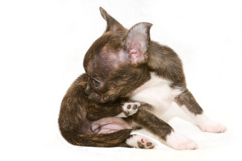 Chien qui se lèche.