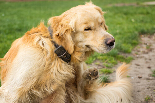 Mon chien a de l'urticaire : que puis-je faire ?