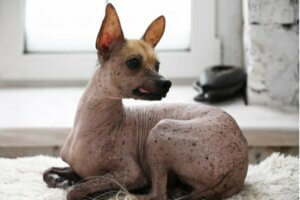 Les 12 races de chiens les plus étranges