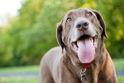 Halètements et tremblements chez le chien : causes et traitements
