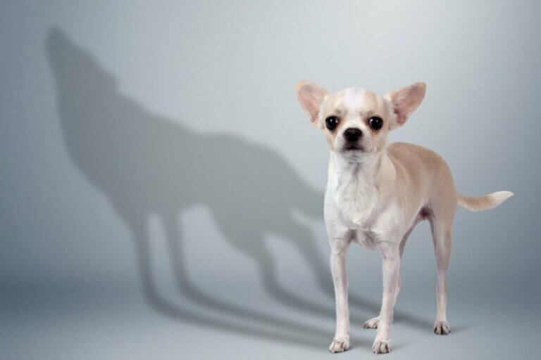 10 comportements que les chiens adoptent instinctivement