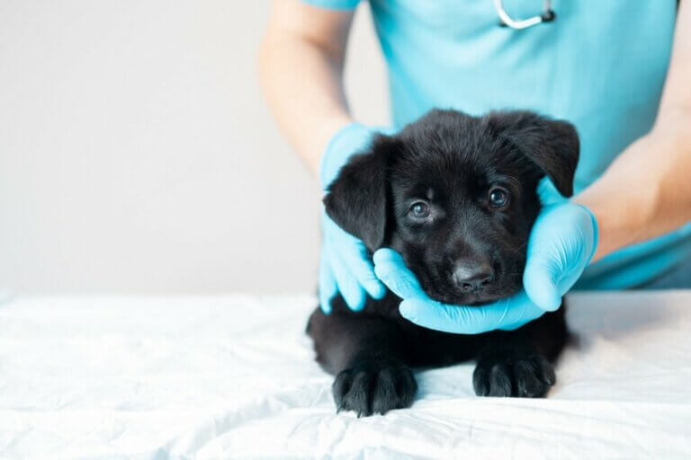 Calendrier de vaccination des chiots : tout ce que vous devez savoir
