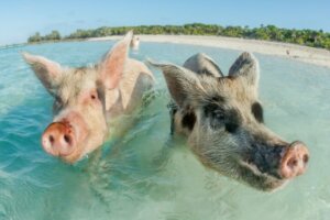 Combien pèse un cochon ?
