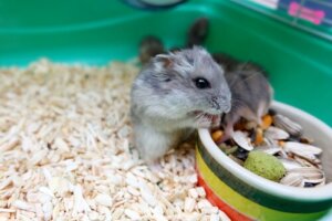 Le comportement du hamster